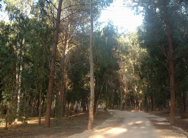 Kadima_forest.jpg