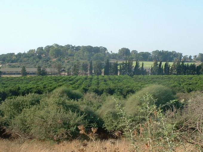 קובץ:White acacia hill.jpg