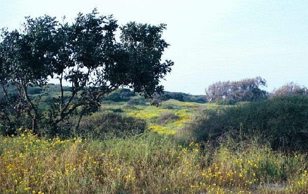 קובץ:Shefayim beach.jpg