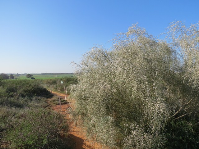 קובץ:Haruzim ridge3.jpg