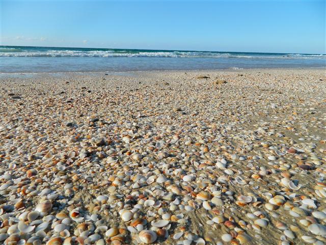 קובץ:Shells-palmachim.jpg
