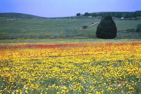 קובץ:North of trig 186.jpg