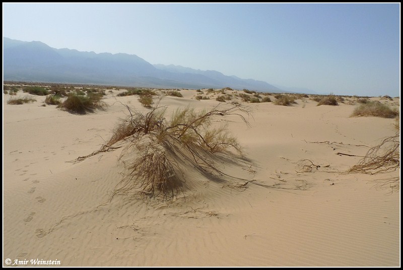 קובץ:Samar dunes weinman.jpg
