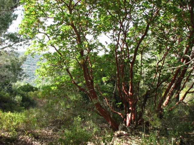 קובץ:Deir nizam forest.jpg