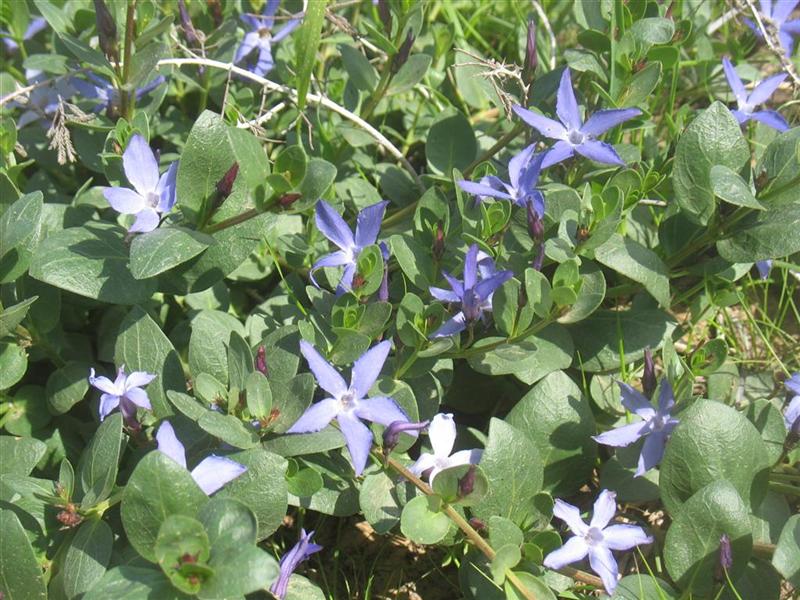 קובץ:Vinka eshbonit.jpg