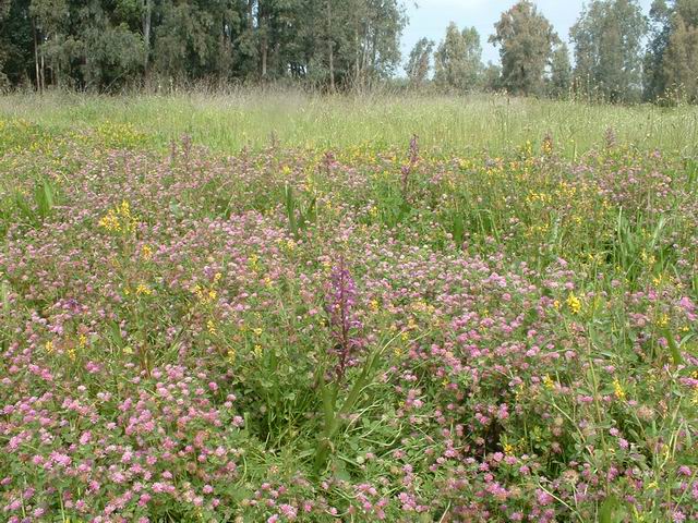 קובץ:Ahu binyamina.jpg