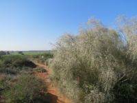 שיח רותם לצד השביל, פברואר 2012