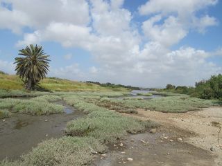 Kishon estuary1.jpg