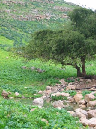 עינות פצאל