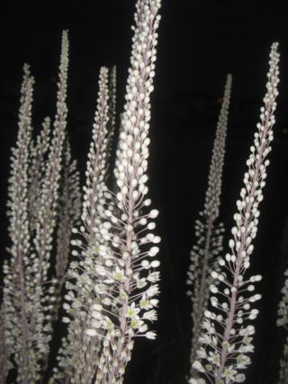 Common squill.jpg