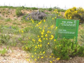 בריכת הר מנור