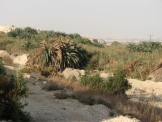 מלחת נאות הכיכר
