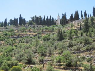 כרמי הזיתים בעין כרם - מבט ממנזר האחיות ציון