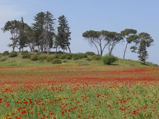 Tirat shalom hills1.jpg