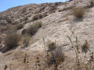 שמורת חלמוניות ירוחם