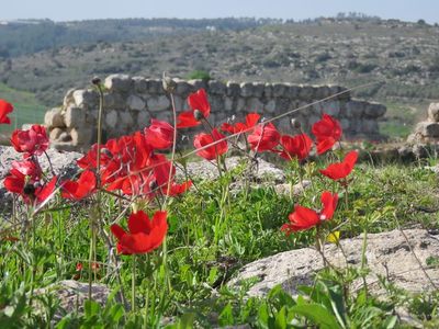 Tel beit shemesh2.jpg