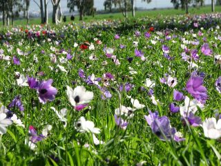 Anemones megido.jpg