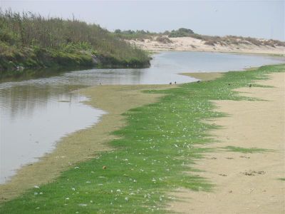 Wadi daliya estuary.jpg