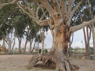 Eucalyptus park1.jpg