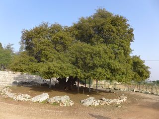 Gush etzyon oak.jpg